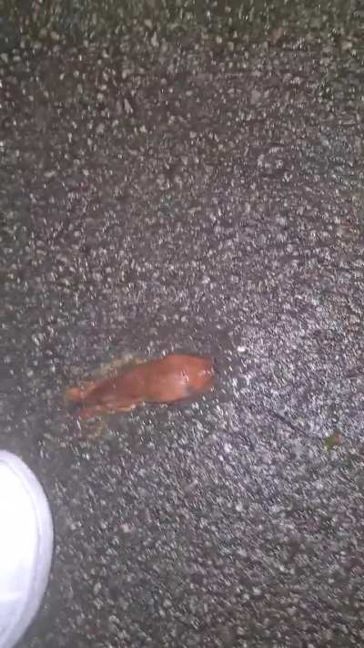 Slug crush under my sneakers