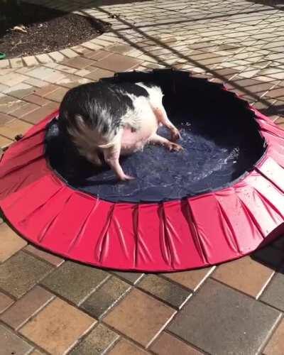 Winston rolling in the pool!