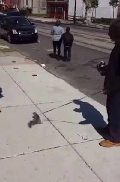 Unc training squirrels now...