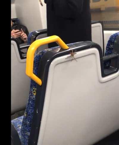 Transport for NSW, we have passenger skipping its fare!