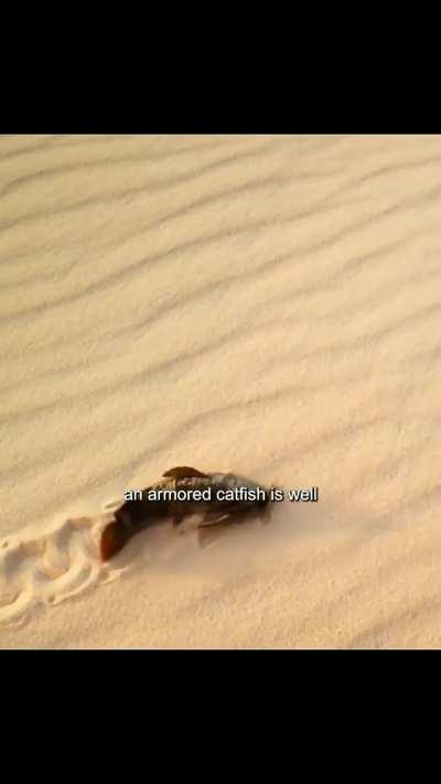 The desert catfish leads the fishermen to a fishing spot