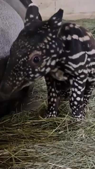 Unusual, yet cherished wunk