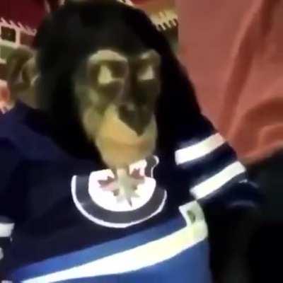 Getting a baby chimp high