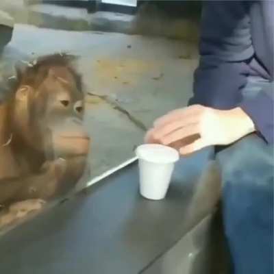Every now and then it’s nice to remember this orangutan’s reaction to this trick.