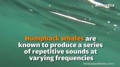 Imagine falling in the water and you hear this shit and they can't swallow you so imagine getting stuck in their throat.