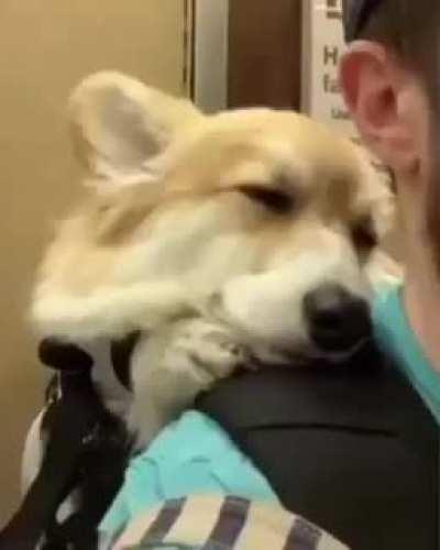 Só um cachorro passeando mesmo