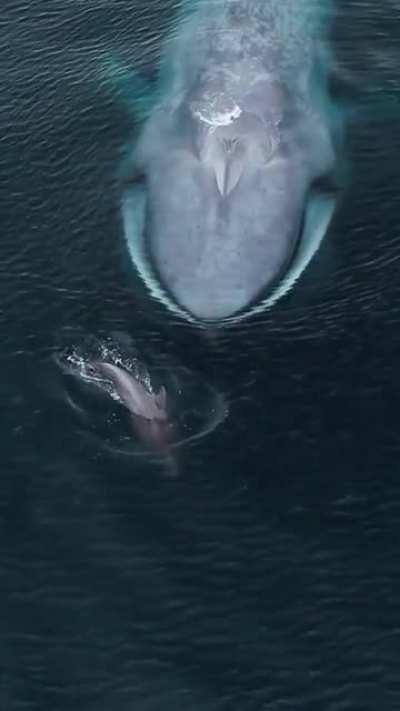 The Blue Whale, and its tiny Cetacean cousin The Bottlenose Dolphin.