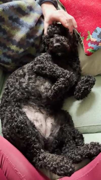 She enjoys the scritches!