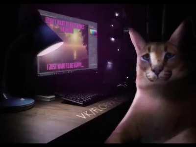 Floppa is everything