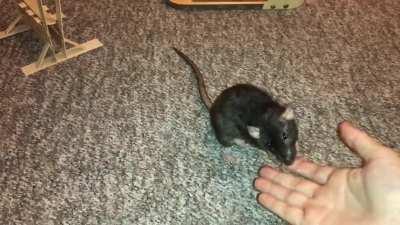 My adorable ratty Donut practicing some mini bowling!