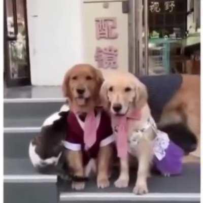 What is the job title you would give this dog?