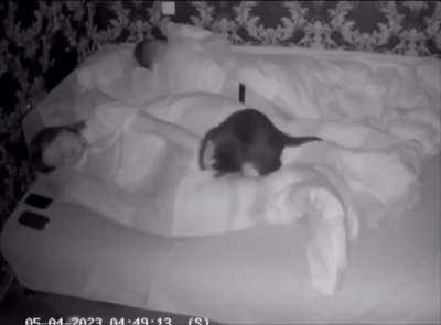 And then the cat sleeps all day.