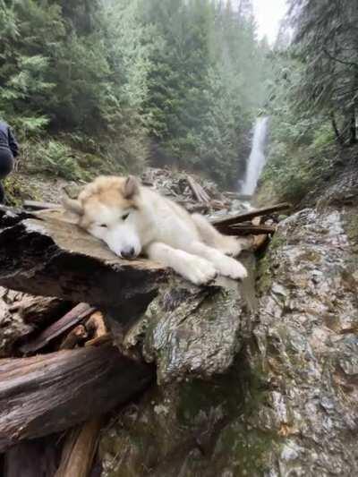 Managed to make it to the falls for her afternoon nap... (Norvan Falls, North Vancouver, BC, Canada)