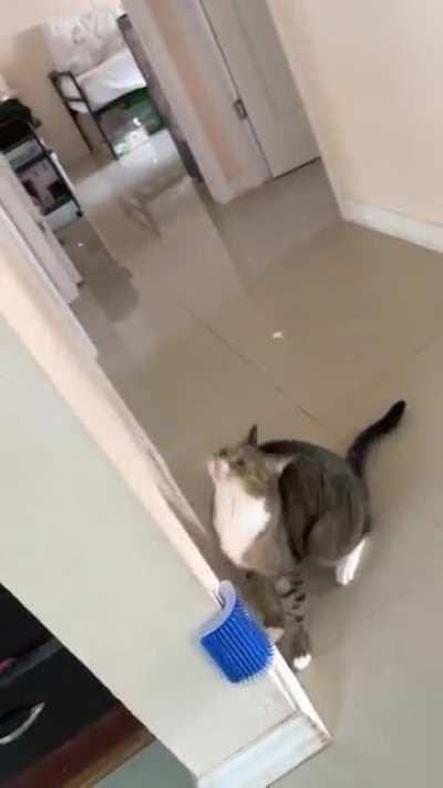 Spider Cat, Spider Cat…