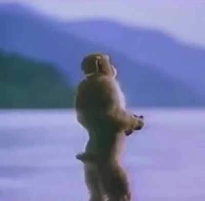 Monkey kinda be vibin doe