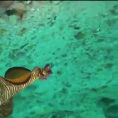 WEEEK 191 OF FLATWORM FRIDAY!!!