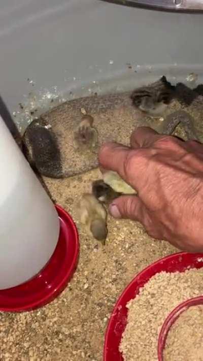 Borbinos on the move