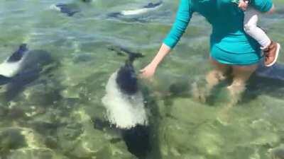 Commerson's Dolphins are one of the smallest species of dolphins. They also have a metabolic rate 2 - 3 times higher than bottlenose dolphins or killer whales and can eat up to 13 lbs of food per day