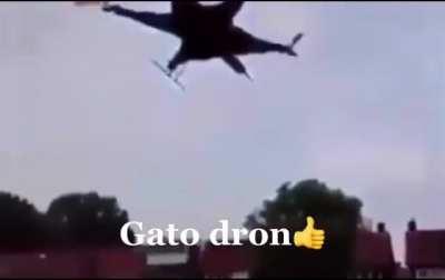Gato dron