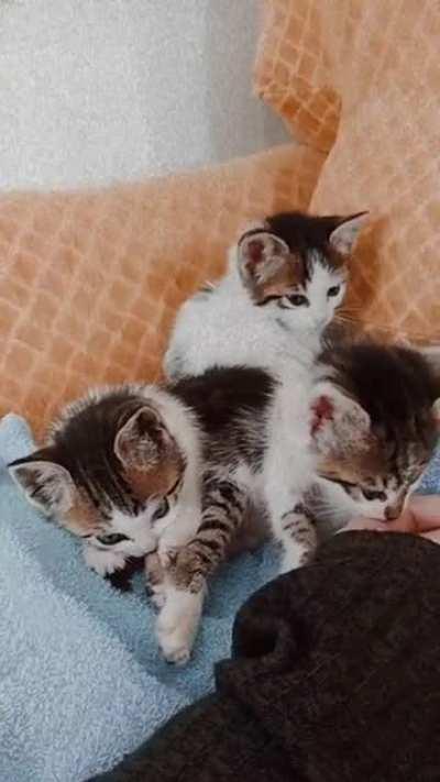 fErOcIoUs BeAsTs FeAsT oN pOoR wOmAn'S hAnD [gRaPhIc]