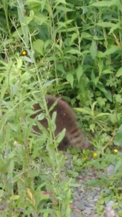 I took a video of a baby raccoon by our house