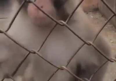 MOnkEY TEaCheS THE wAy Of tHe OPEN hAnD