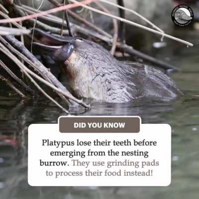 This platypus almost looks like it's goofing around!