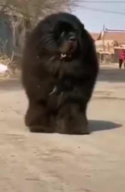 Absolute unit of note