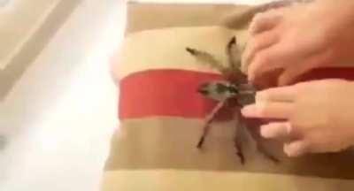 Thanks i hate spiders no matter if they are like this