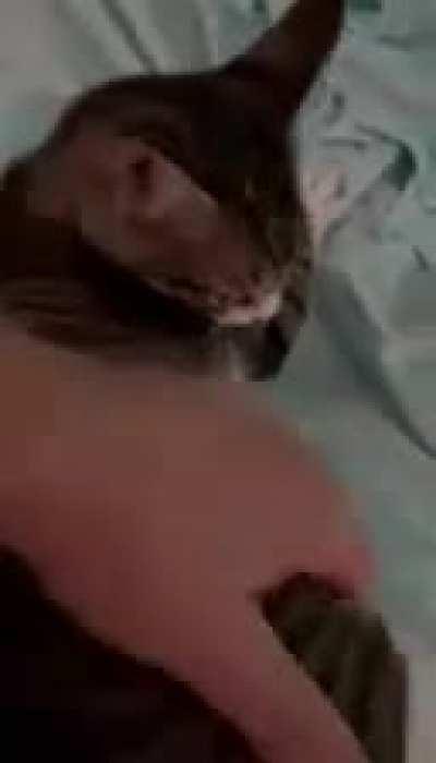 Over a minute of my parents’ kitten Amaretta purring loudly and being a sweetheart