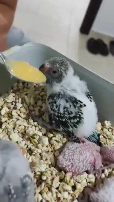 Baby budgie eats breakfast while planning an escape route
