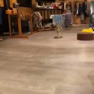 ever seen an owl running like this