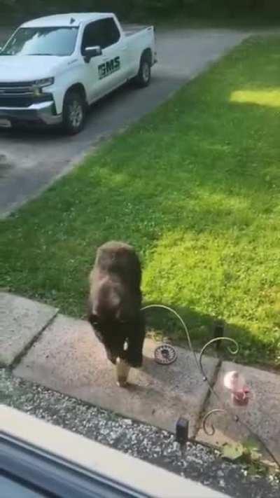 Cat Sees Bear For the First Time