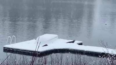 Otters playing in the snow