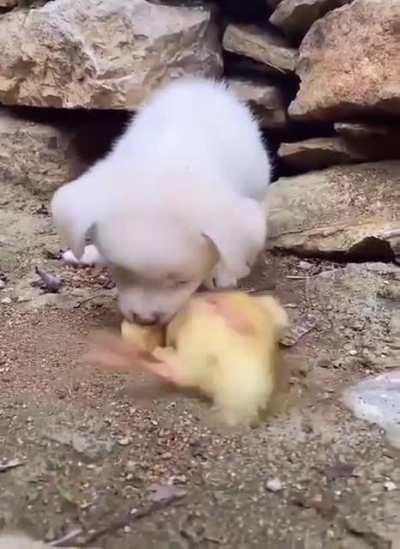 pUPpEr SqUaShAsEs ChIcKeN tO gUCaMoLe