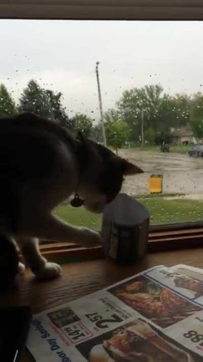 We’re not really sure what’s wrong with our cat we just know he’s special.