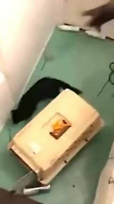 Some cats going nuts in a bathroom.