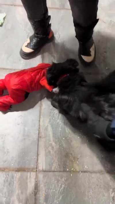 Poor baby being attacked by a Dog 