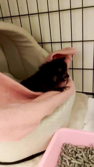 Suki ignoring bedtime rules