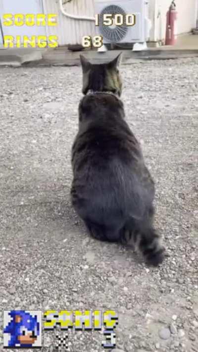 He thinks he's Sonic the Hedgehog himself