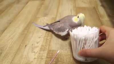 Bird chirping out Mozart's 'Queen Of The Night'