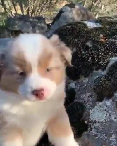 I'm like a little wolf!!!