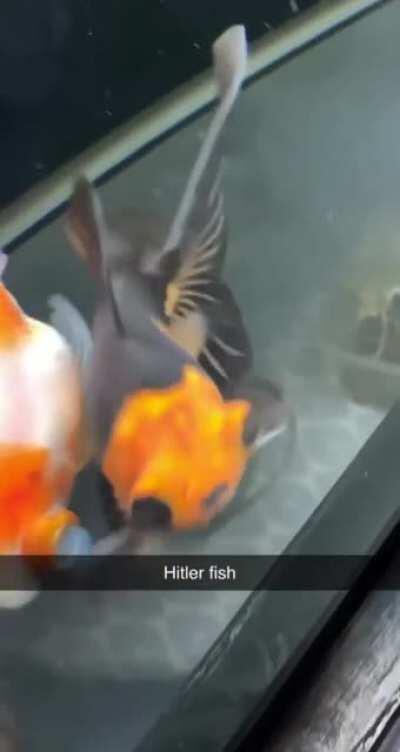 Hitler fish