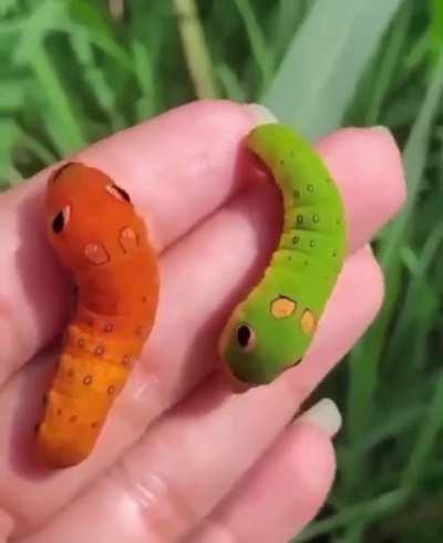 Spicebush swalllowtail caterpillars are real life Pokémon
