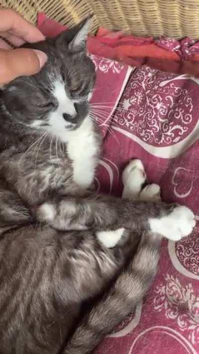 Since everyone is posting old cats, here you are my 20 yo sweet boy