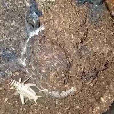 extremely terrifying