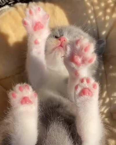 This is the police! Paws up!