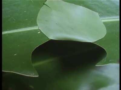 Caterpillar creates place to hide so predators can't kill while it eats