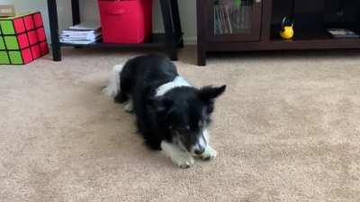 I hear you like corgis. How about Corgi/Australian Shepherd?