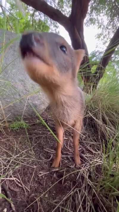 A curious Pudu ♡